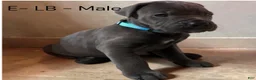 Cane Corso dogs for sale: Cane Corso light Blue - Ad 2