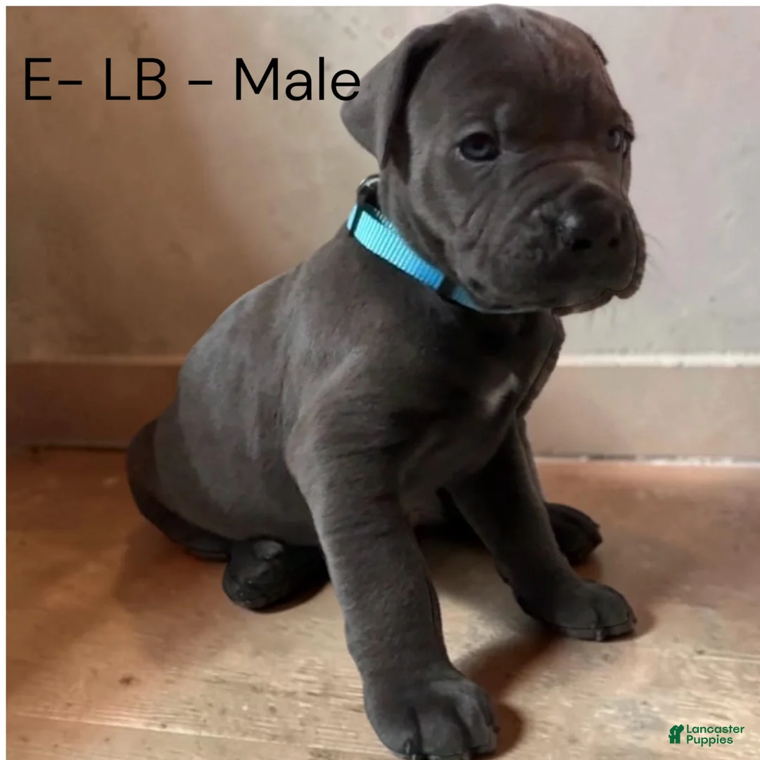 Cane Corso dogs for sale: Cane Corso light Blue - Ad 2