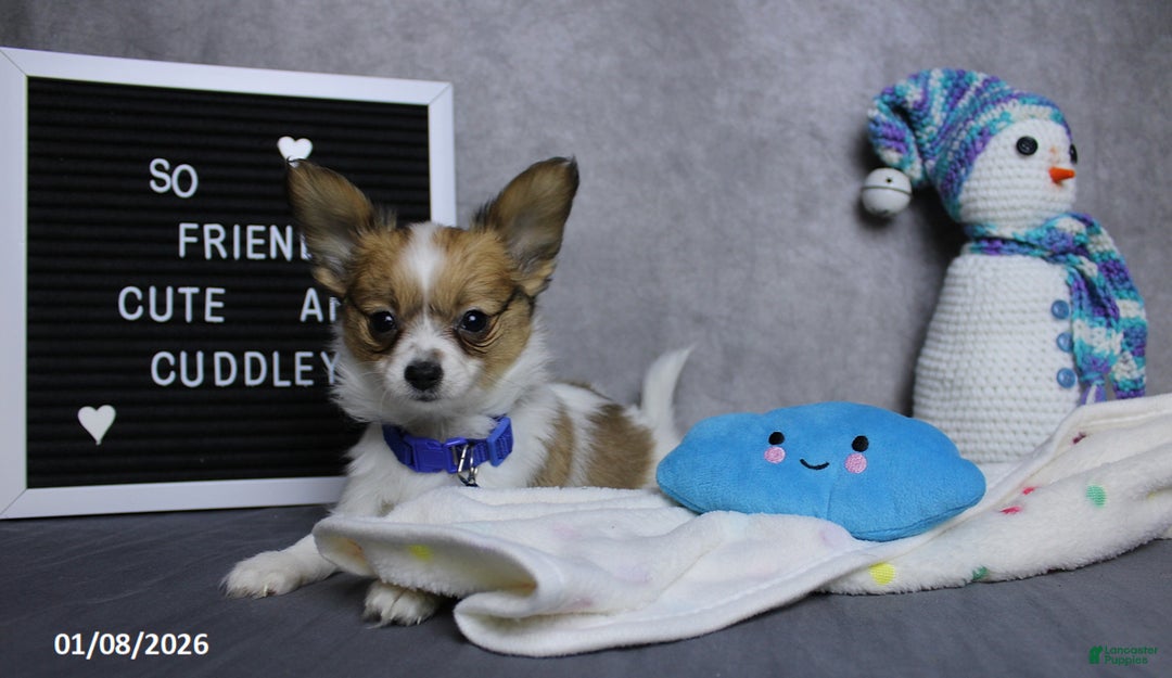 Papillon dogs for sale: Nipper - Ad 2