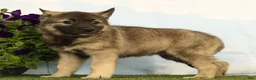 Mixed Breed dogs for sale: Kaye - Ad 4