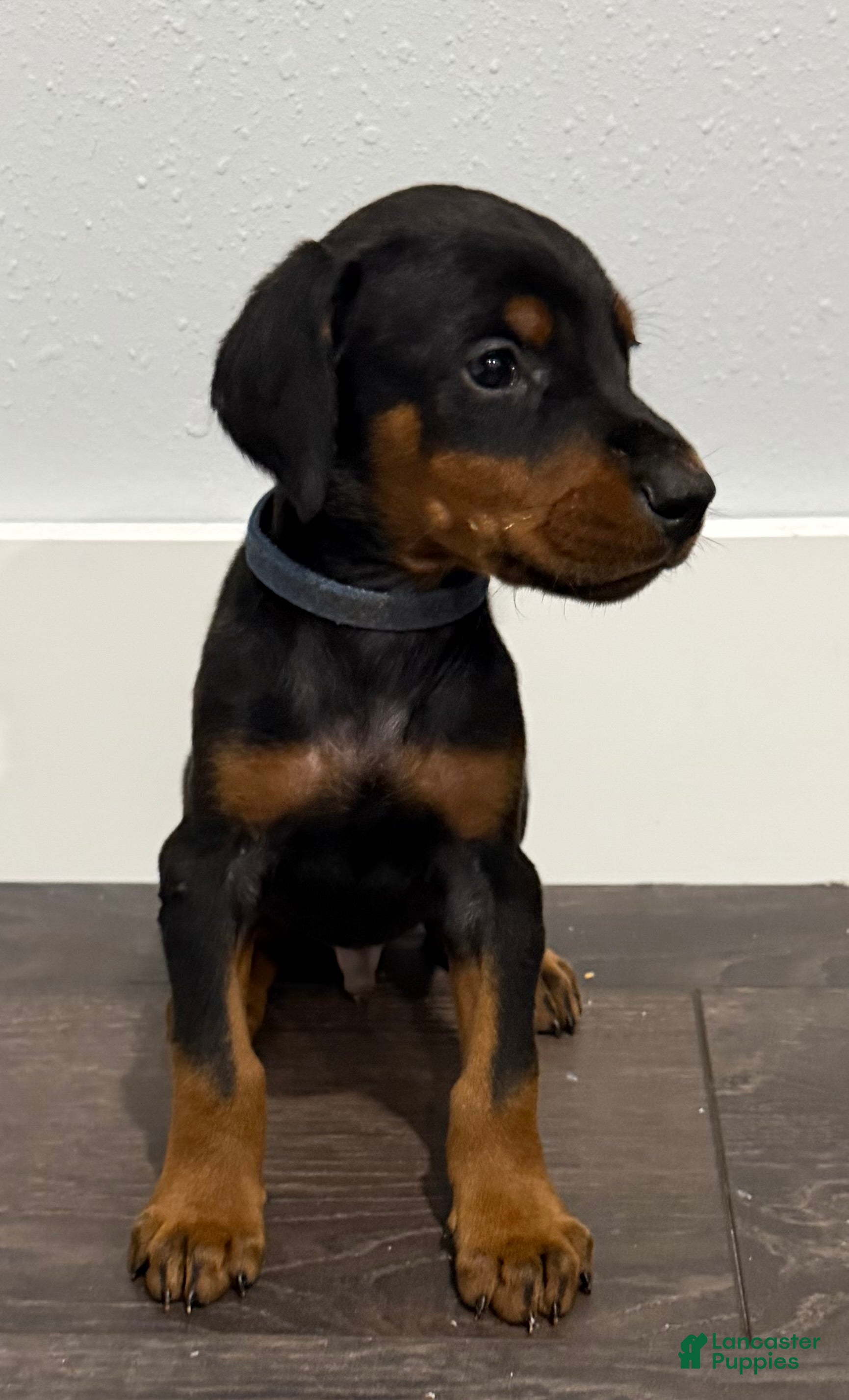 Doberman Pinscher dogs Doberman Pinscher 1 - Ad 1