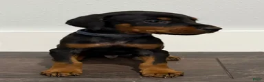 Doberman Pinscher 1