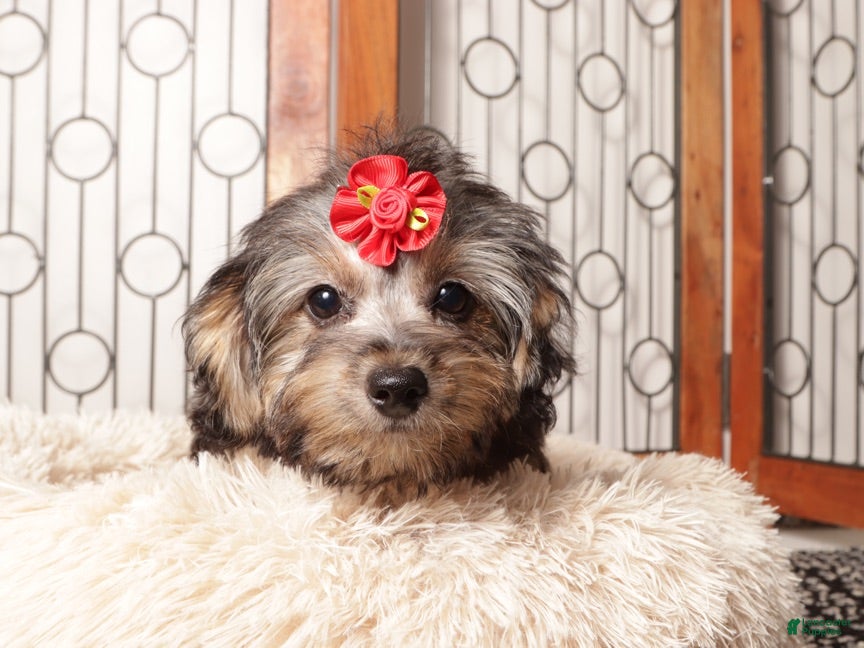 Yorkiepoo dogs Josie Gentle Yorkie Poo - Ad 1