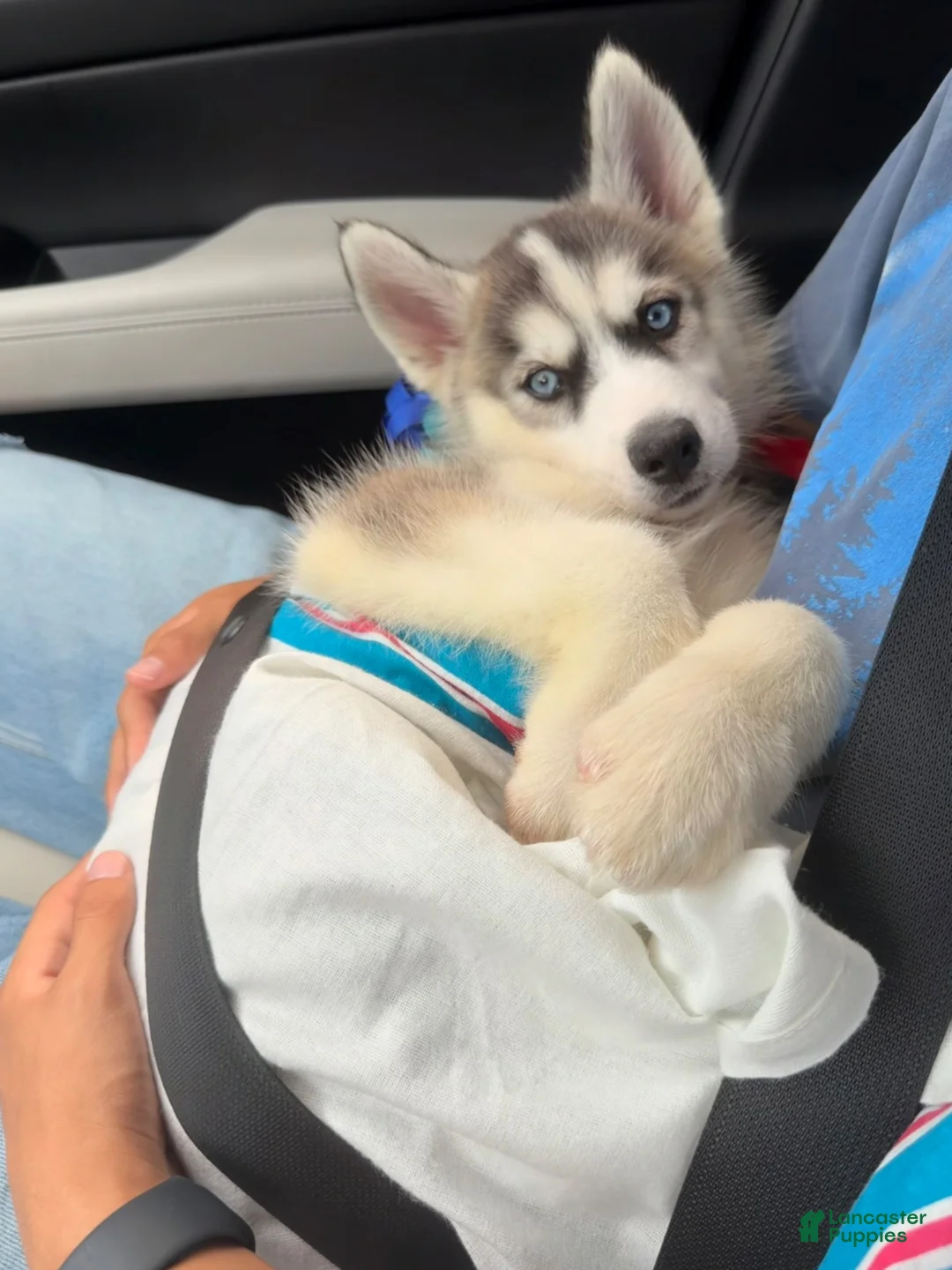 Mixed Breed dogs for sale: Knox - Ad 2