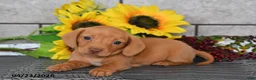 Miniature Dachshund dogs for sale: Jenny - Ad 3