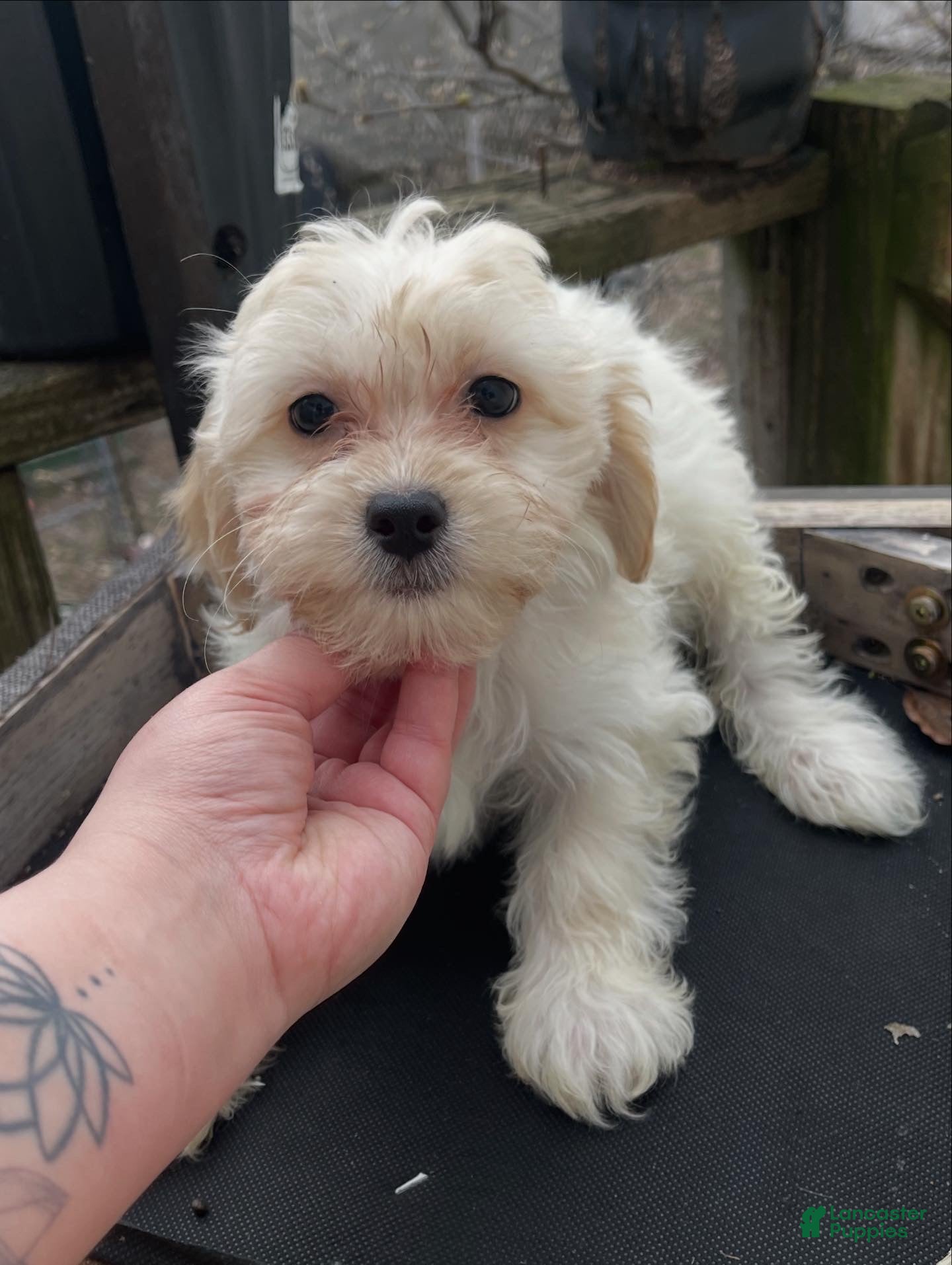 Maltipoo dogs Tequila - Ad 11