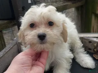 Maltipoo dogs Tequila - Ad 11