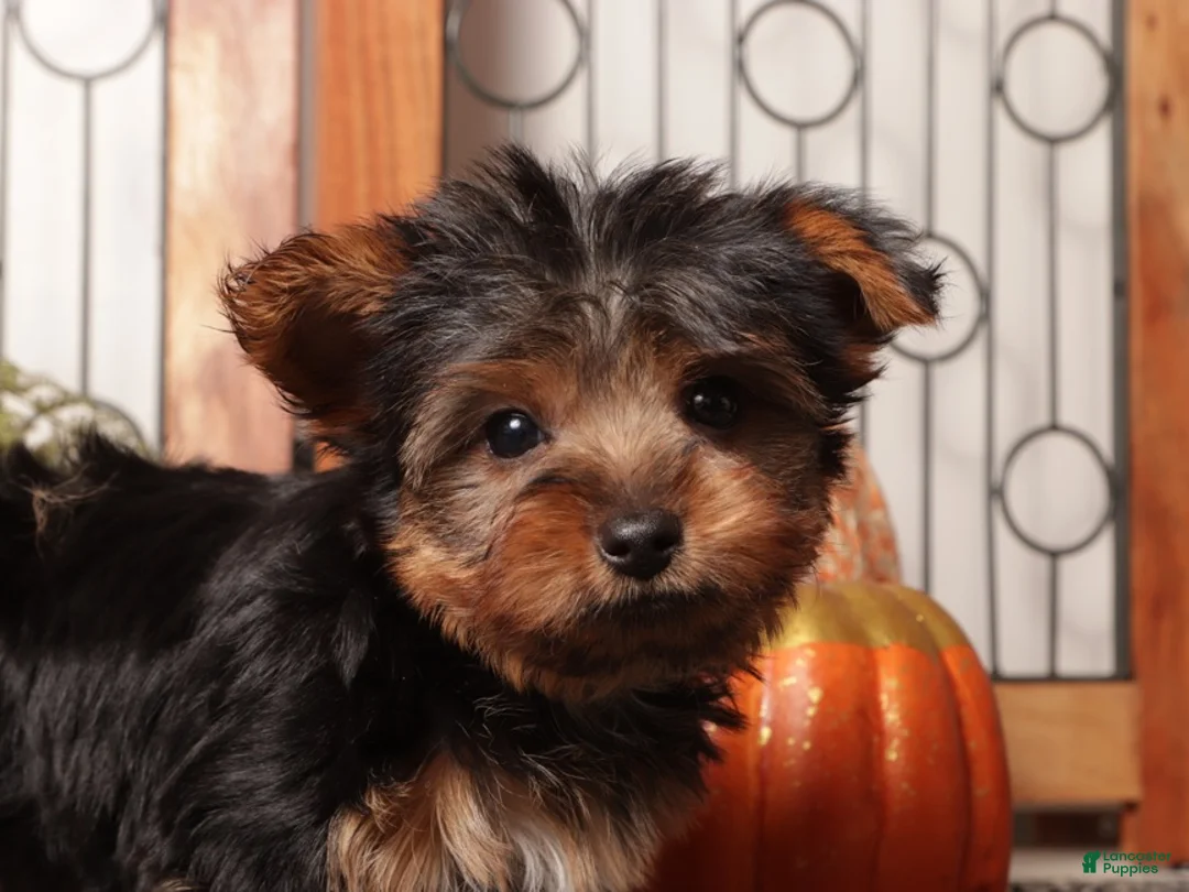 Yorkshire Terrier dogs for sale: Whiskey - Teacup Yorkie  - Ad 2