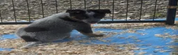 Australian Cattle Dog dogs for sale: Moose - Ad 2