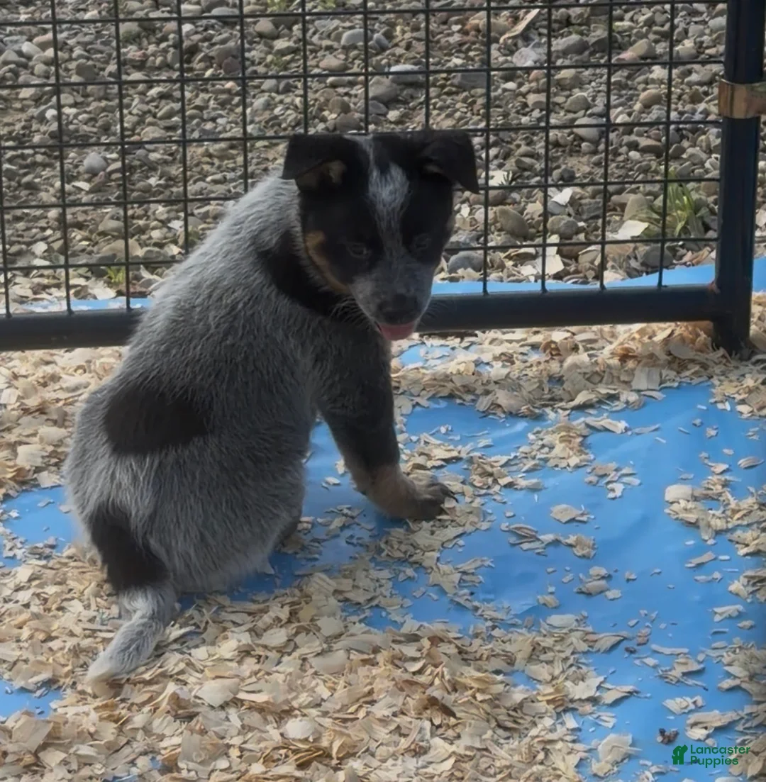 Australian Cattle Dog dogs for sale: Moose - Ad 2