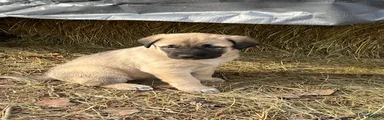 Anatolian Shepherd Puppy 4