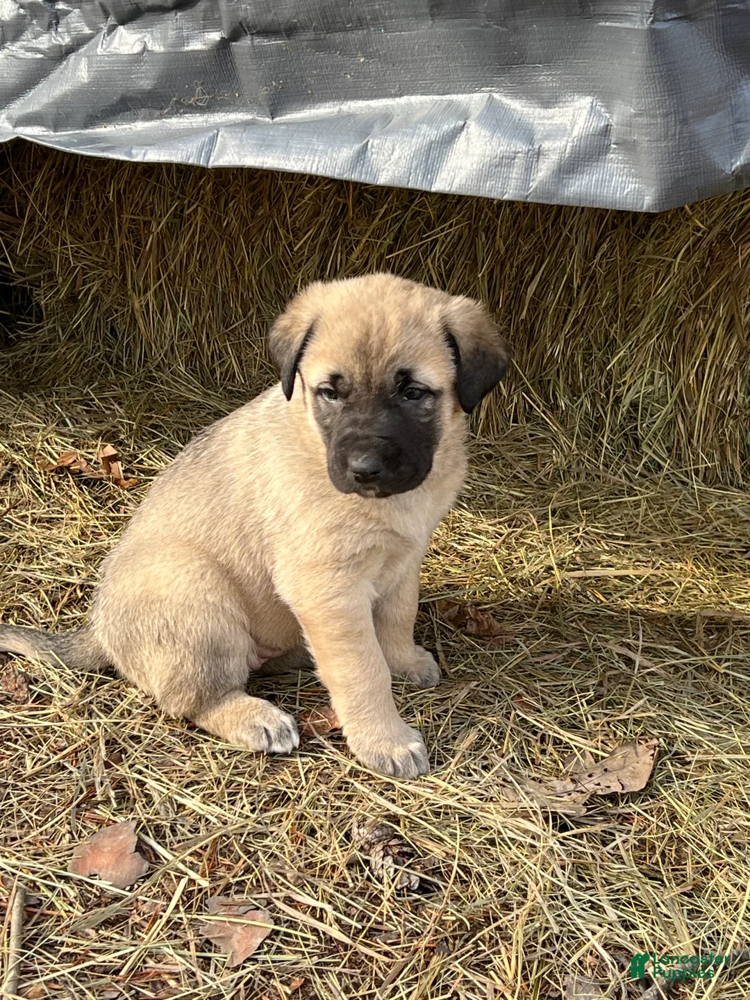 Anatolian Shepherd dogs for sale: Anatolian Shepherd Puppy 4 - Ad 1