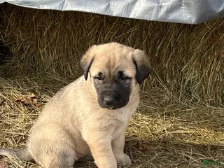 Anatolian Shepherd dogs for sale: Anatolian Shepherd Puppy 4 - Ad 3
