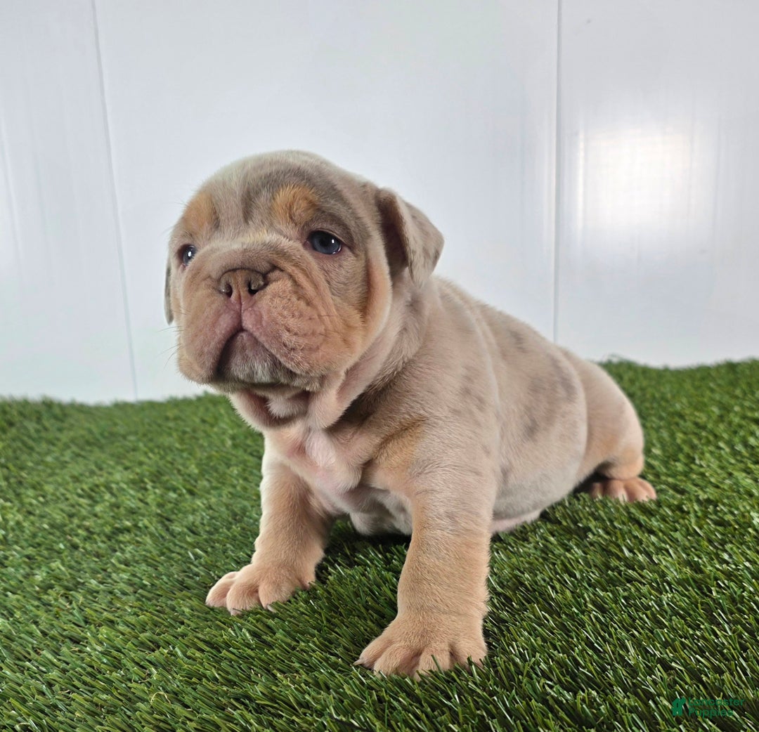 Olde English Bulldogge dogs for sale: Stella - Ad 4