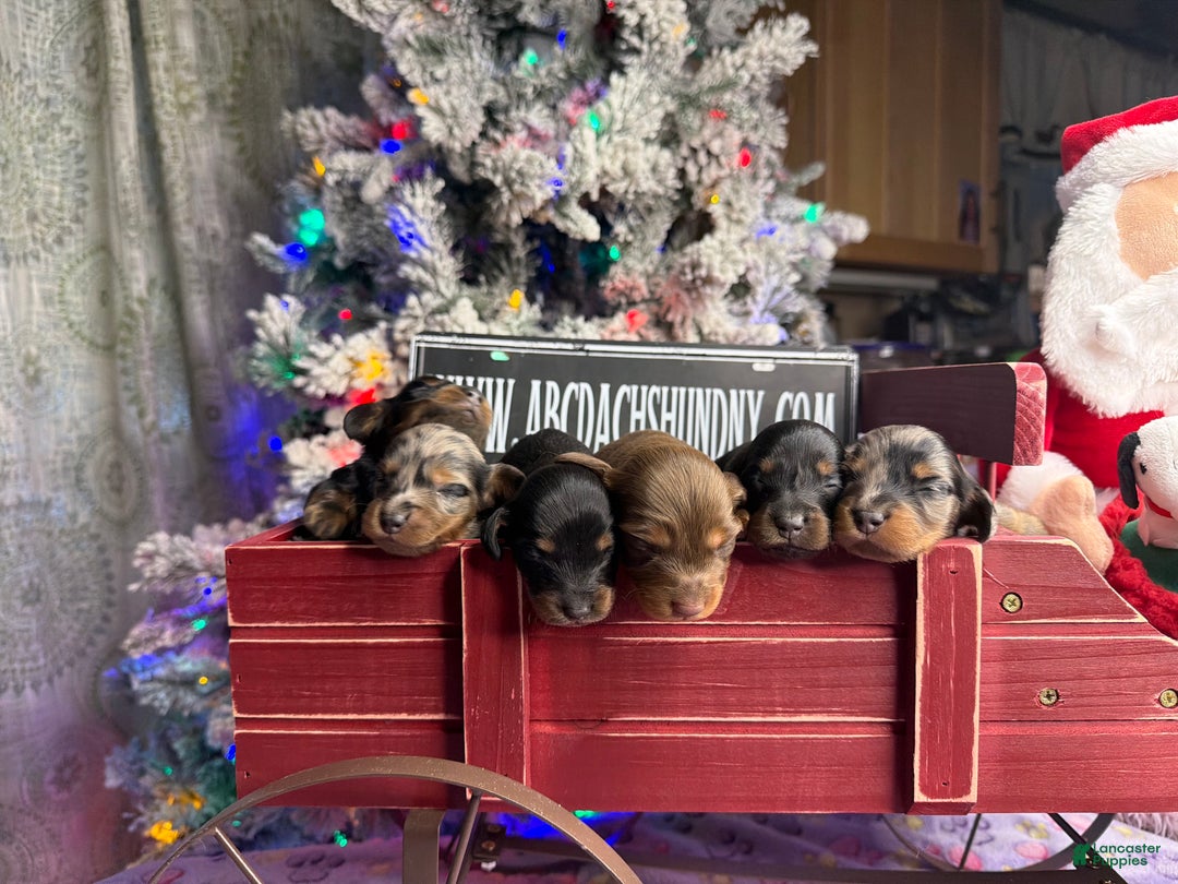 Dachshund dogs for sale: Standard black and tan dapple - Ad 22