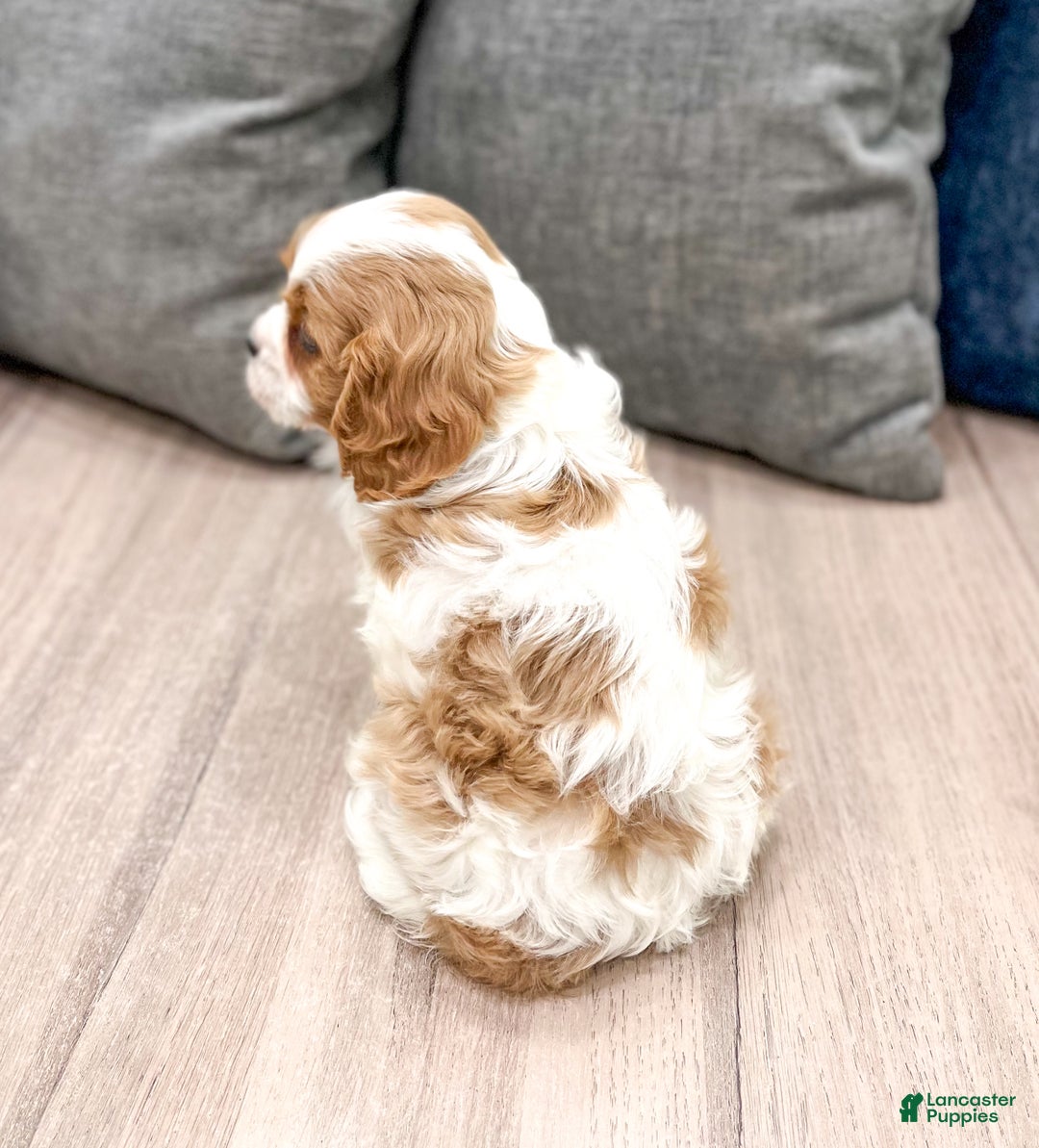 Cavalier King Charles Spaniel dogs for sale: Cooper - Ad 5
