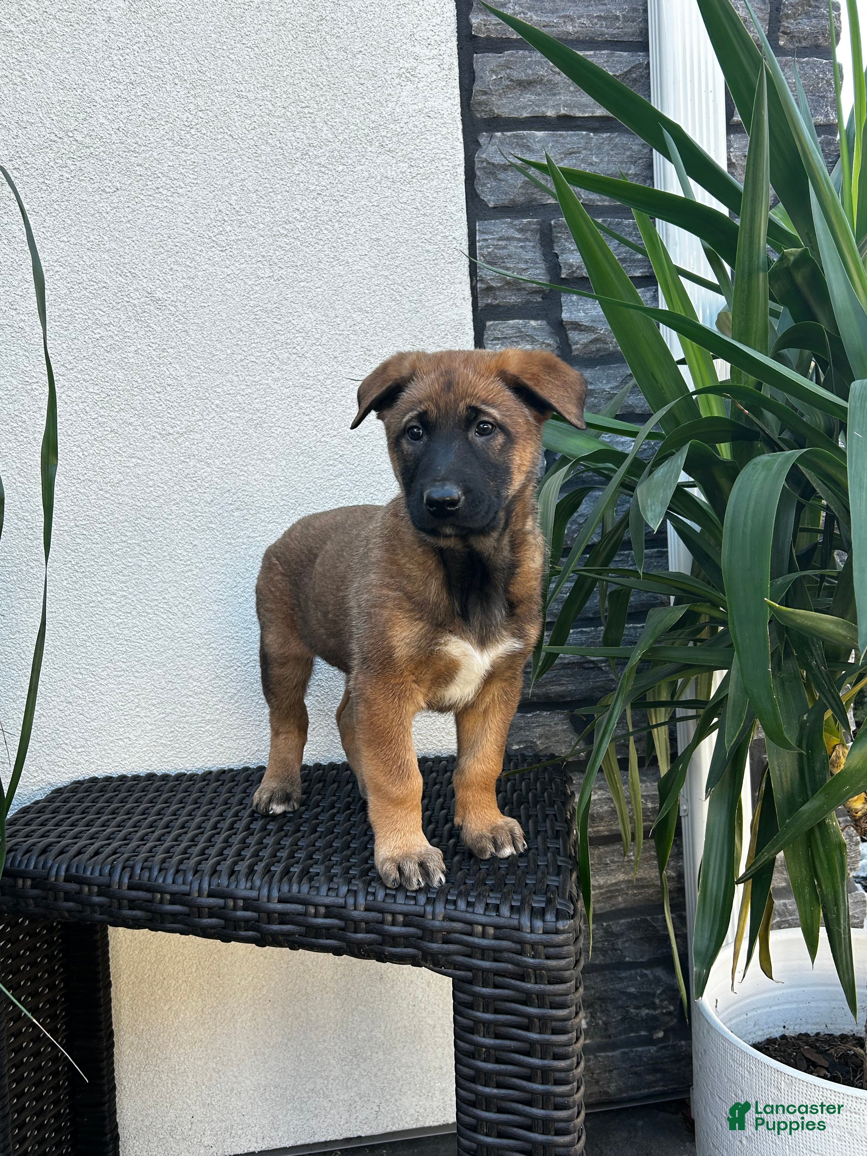 Belgian Malinois dogs Belgian Malinois Puppy Luna - Ad 1
