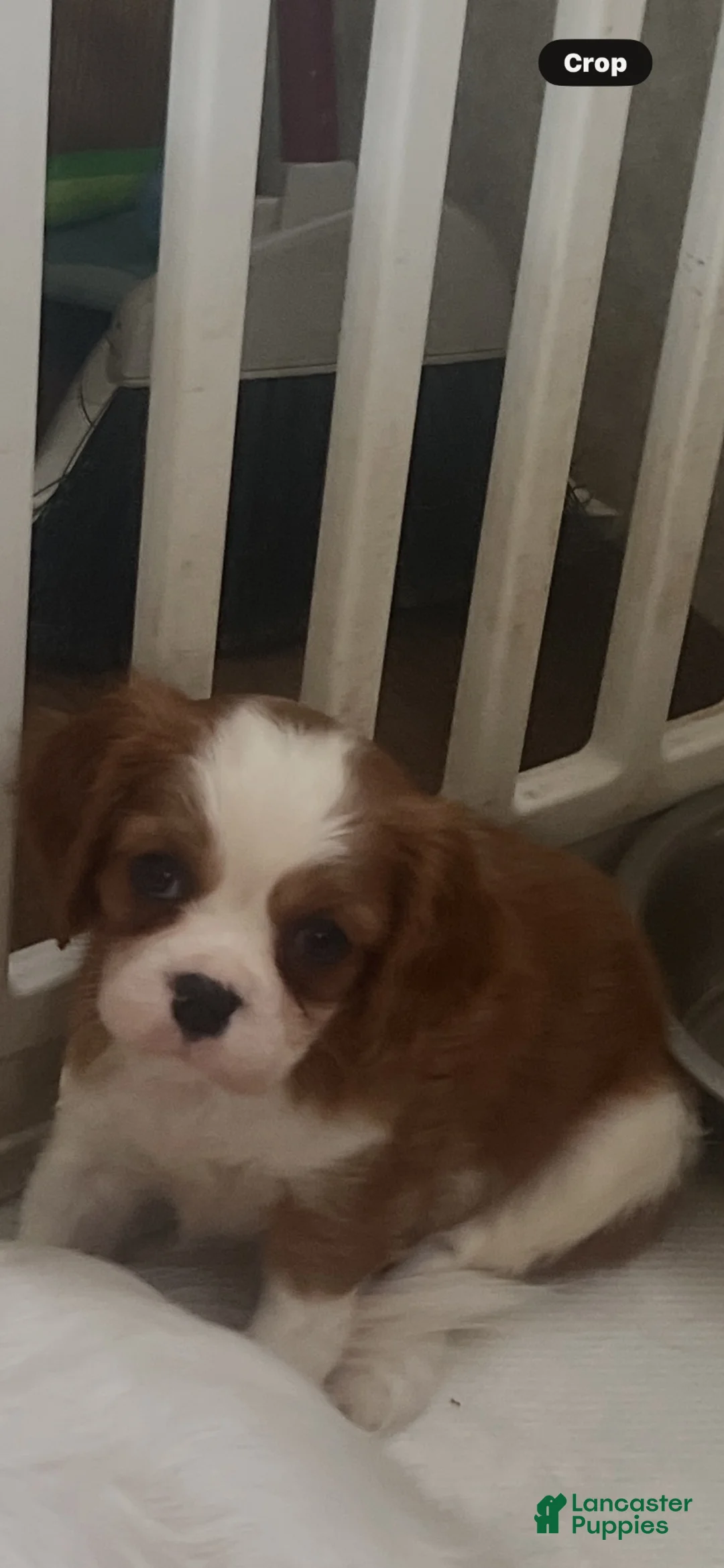 Cavalier King Charles Spaniel dogs for sale: Cavalier King Charles Spaniel 1 - Ad 2