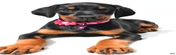 Doberman Pinscher dogs for sale: Buffy - Ad 8