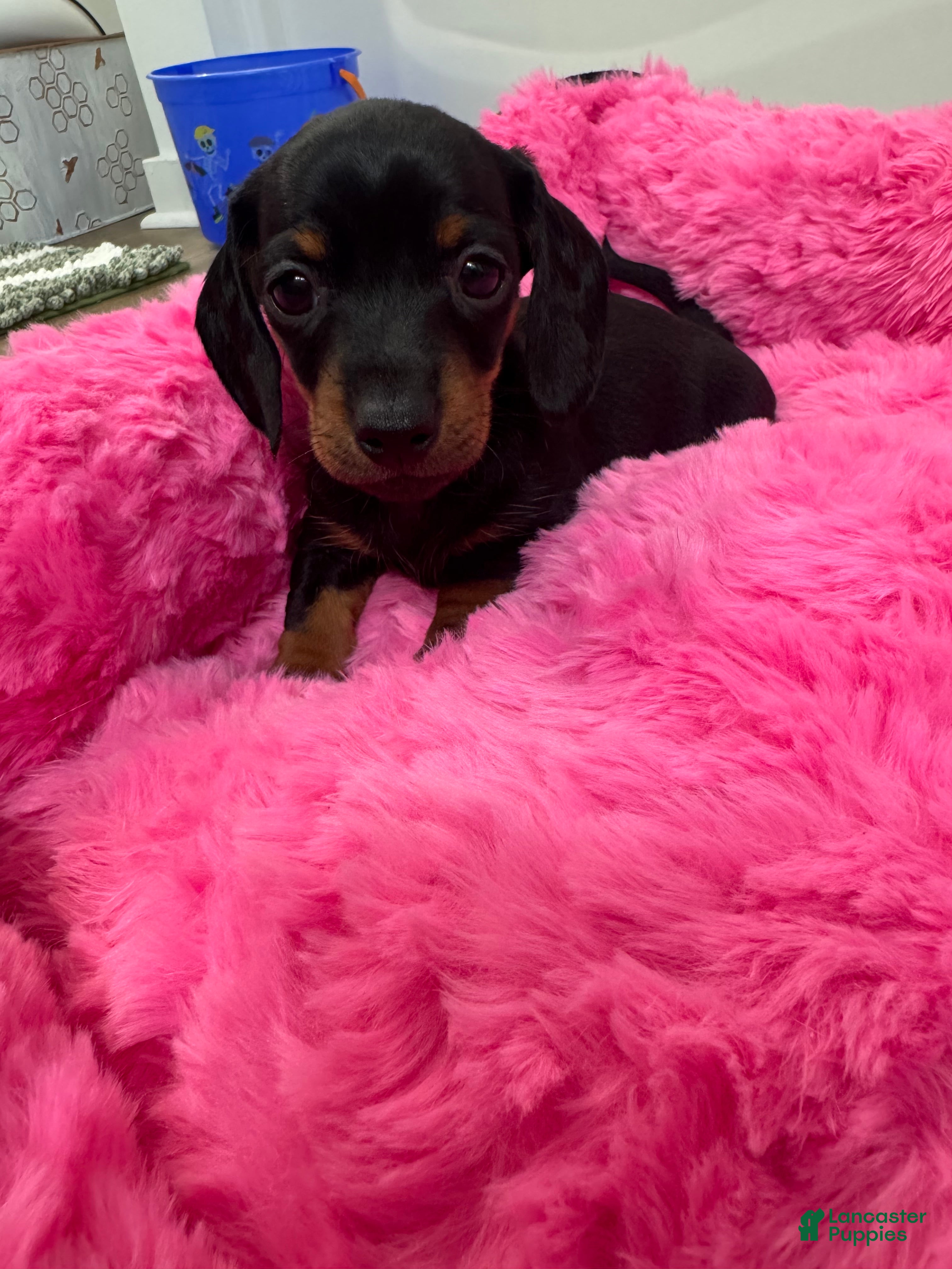 Miniature Dachshund dogs Miniature Dachshund 4 - Ad 1