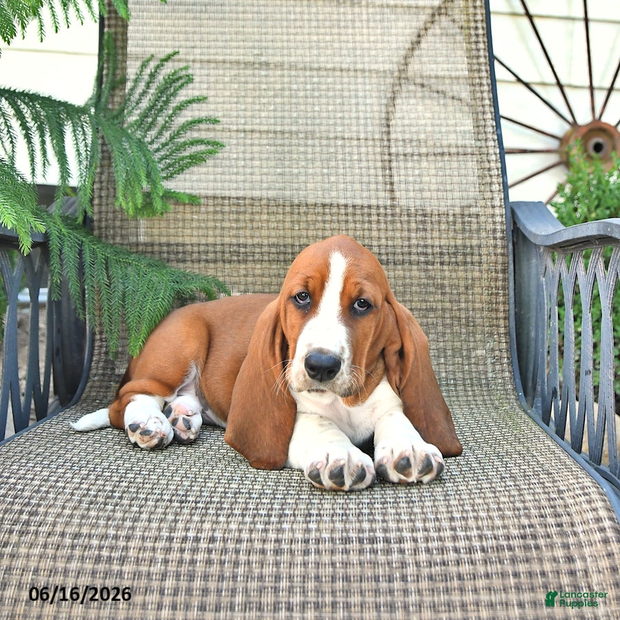 Basset Hound dogs Sophia - Ad 1
