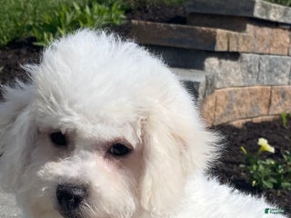 Bichon Frise dogs - Ad 11