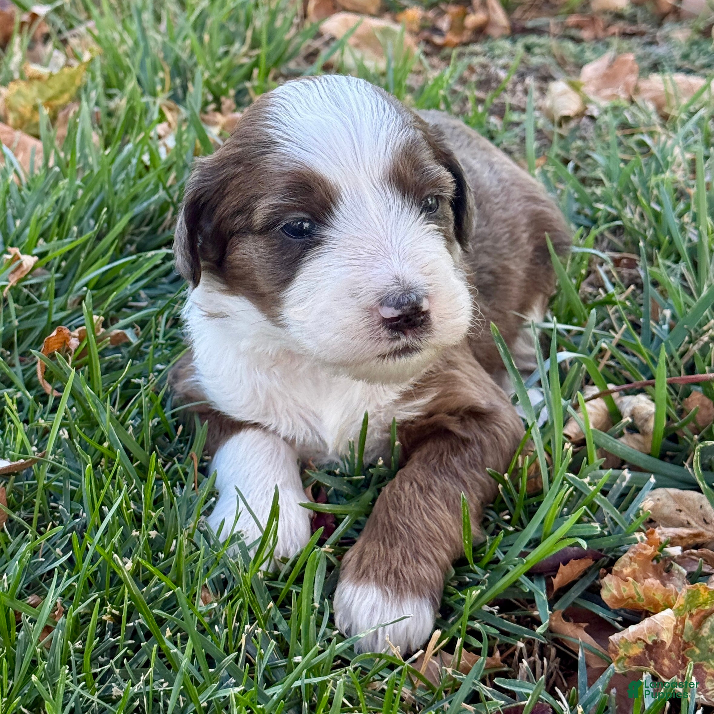 Bernedoodle dogs Annabelle - Ad 1