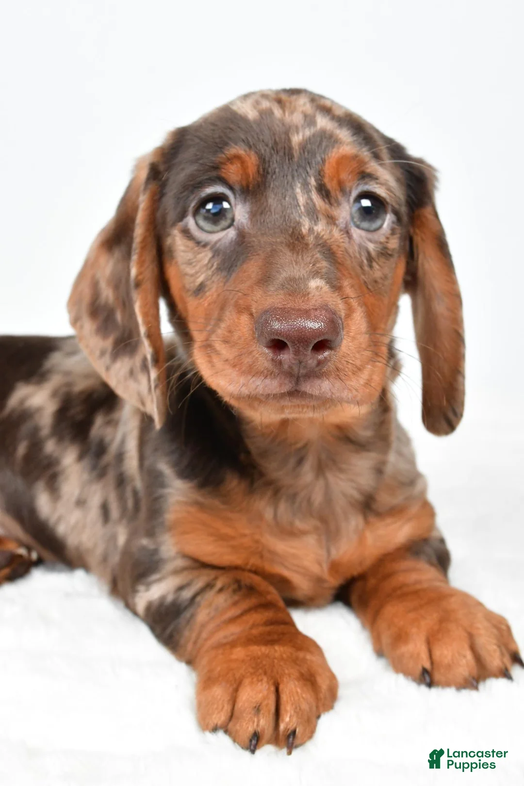 Miniature Dachshund dogs for sale: Conner - Ad 2