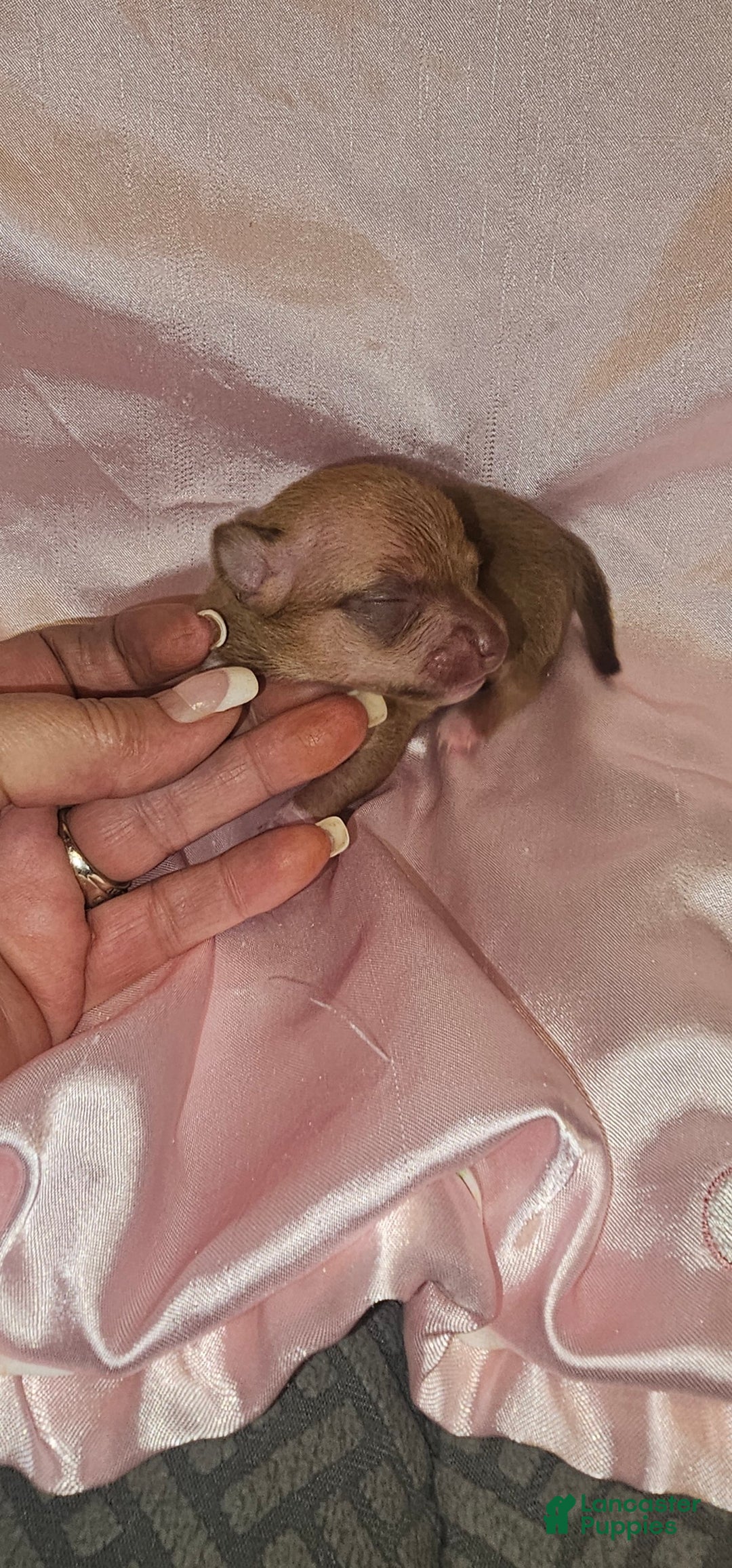 Chihuahua dogs for sale: Chihuahua Puppy 4 - Ad 3