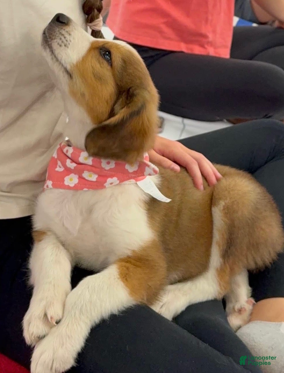 Mixed Breed dogs Mouse - Ad 30