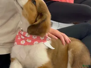 Mixed Breed dogs Mouse - Ad 30