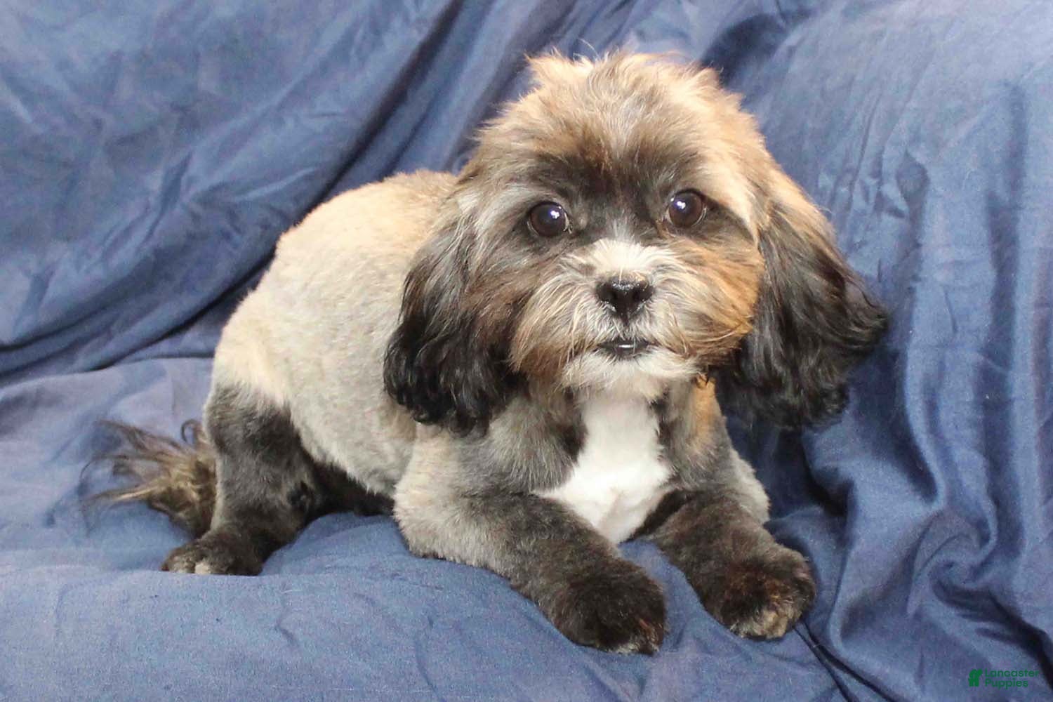 Shihpoo dogs Victoria - Ad 4