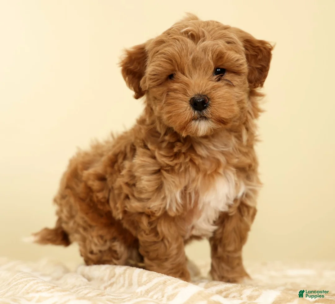 Mini Goldendoodle dogs for sale: Callie - Ad 2