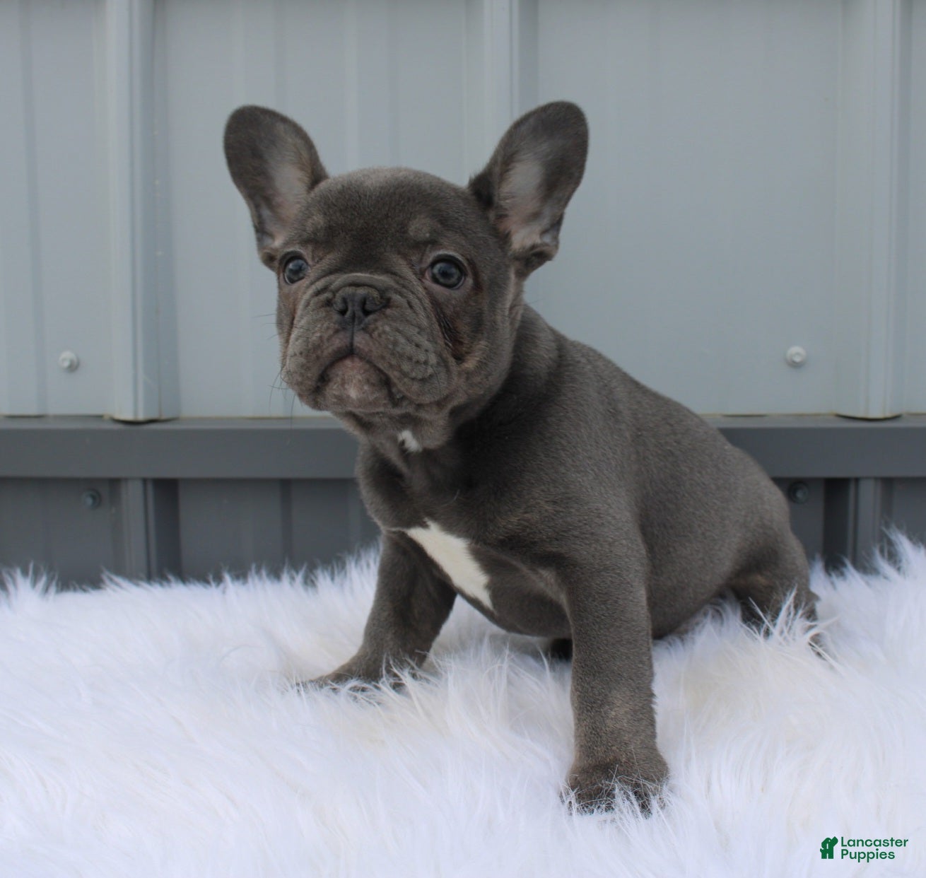 Mixed Breed dogs Teddy - Ad 2