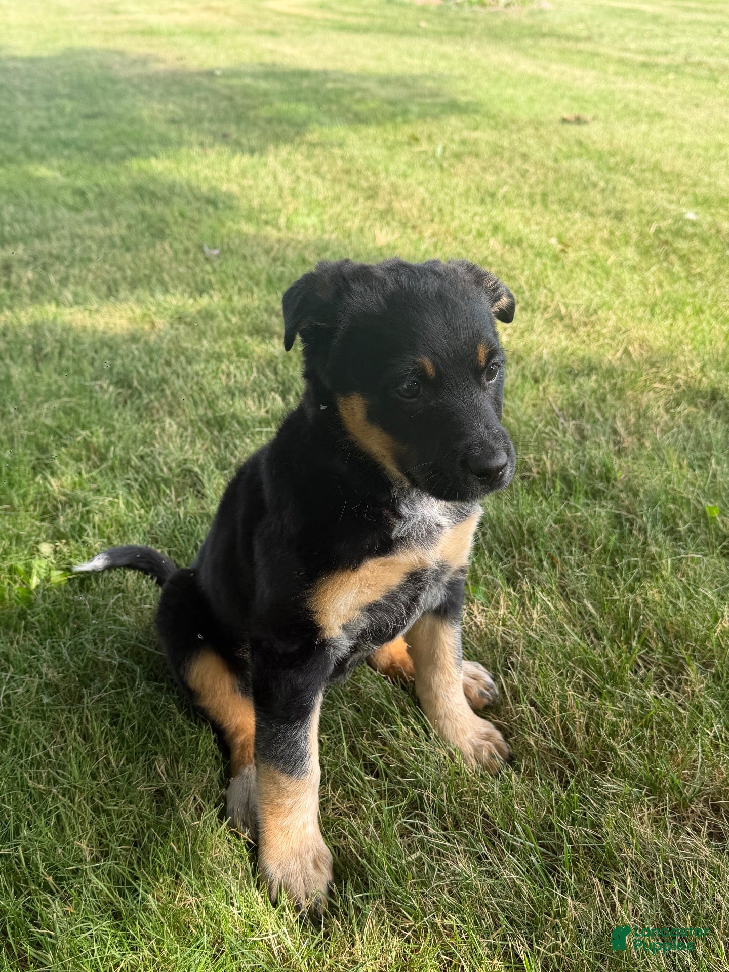 Mixed Breed dogs Blue Heeler/Husky  - Ad 8