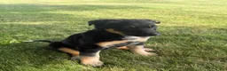 Mixed Breed dogs for sale: Blue Heeler/Husky  - Ad 1