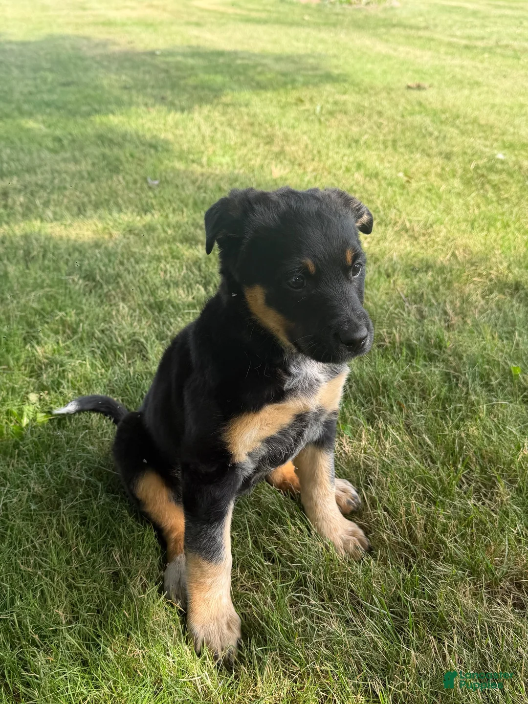 Mixed Breed dogs for sale: Blue Heeler/Husky  - Ad 1