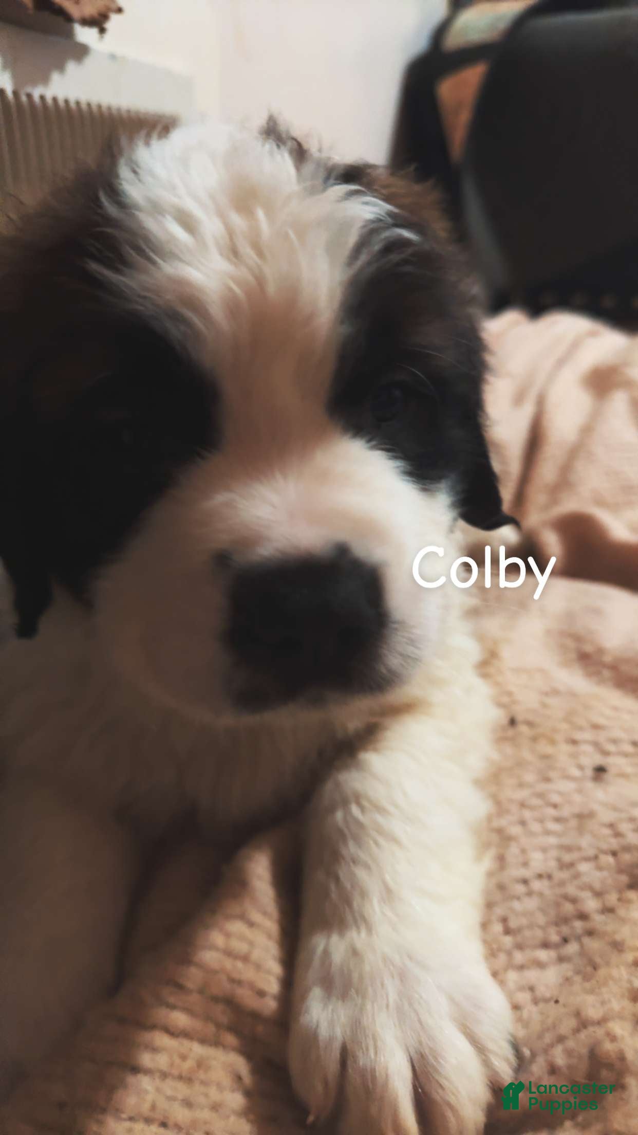 Saint Bernard dogs Colby  - Ad 2