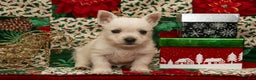 West Highland Terrier dogs for sale: Dancer - Ad 4