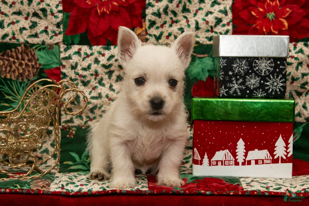 West Highland Terrier dogs for sale: Dancer - Ad 4
