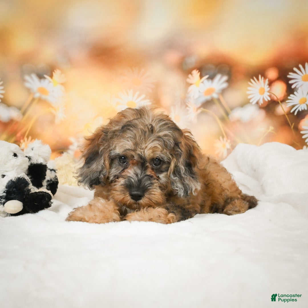 Cockapoo dogs for sale: Carly - Ad 2