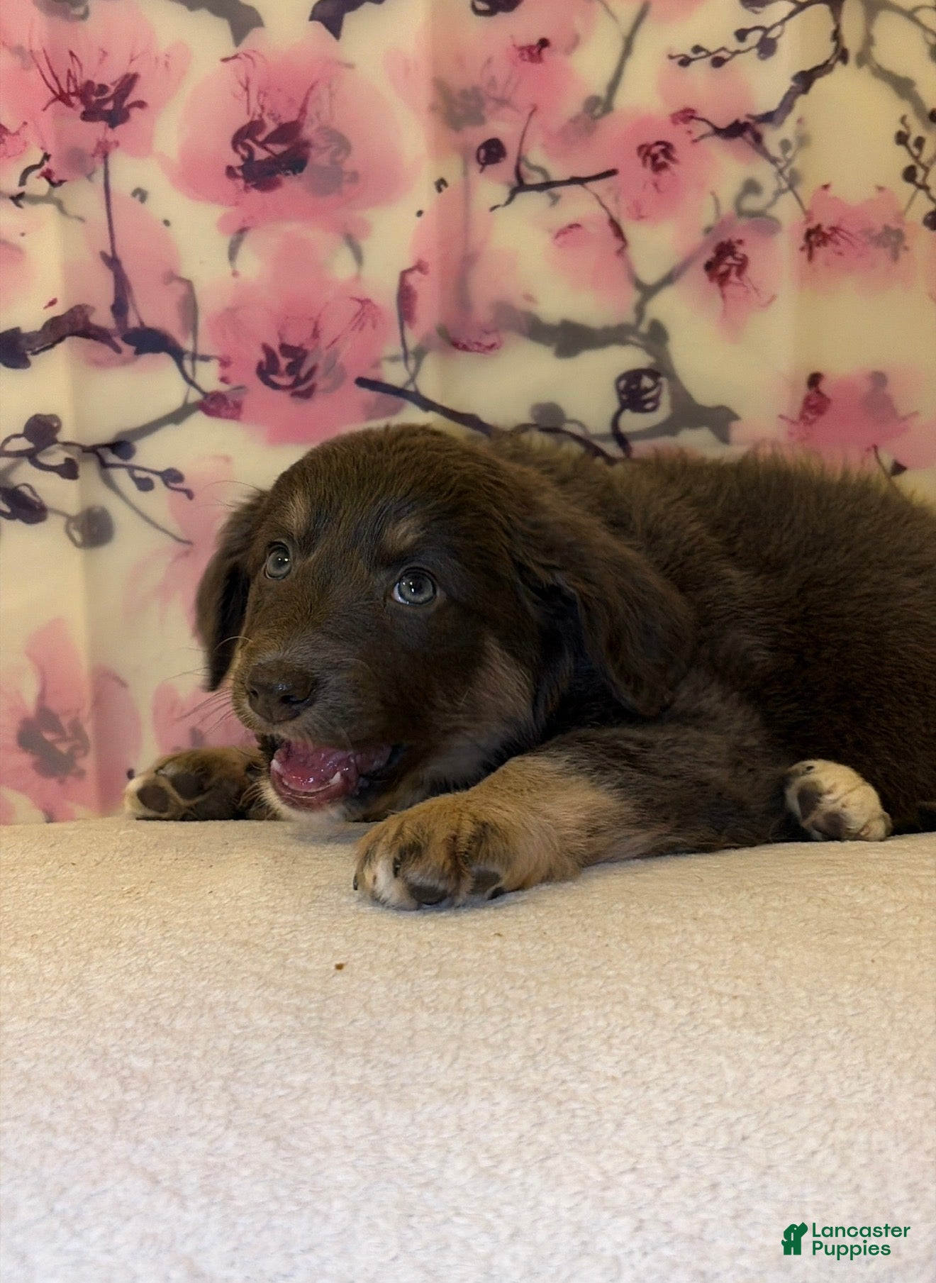 Mixed Breed dogs Baby - Ad 16