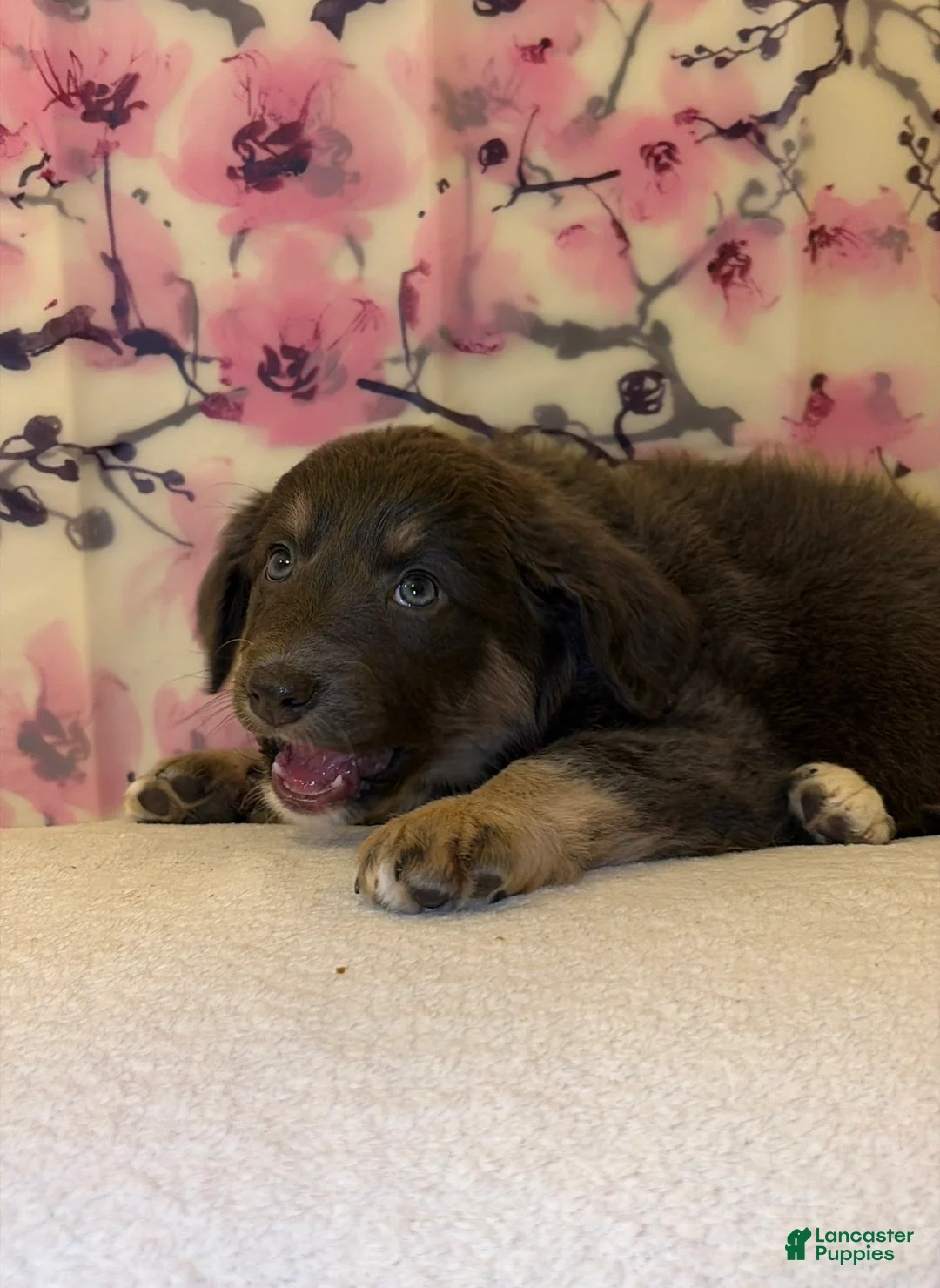 Mixed Breed dogs for sale: Baby - Ad 1
