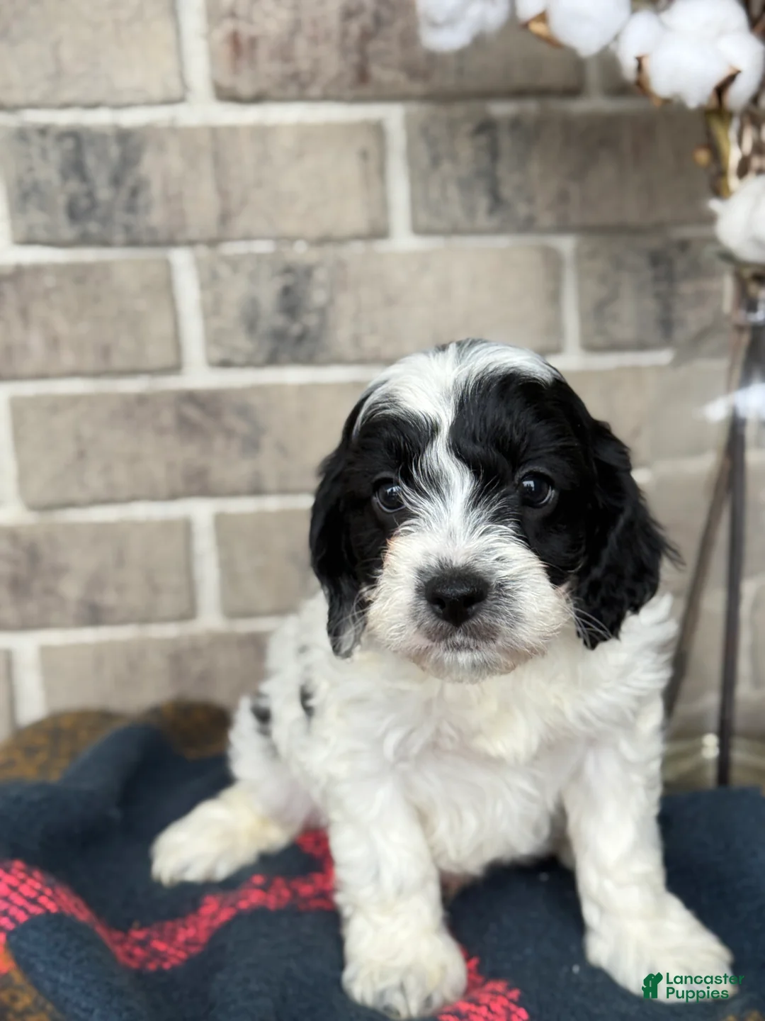 Cavapoo dogs for sale: Kip - Ad 7
