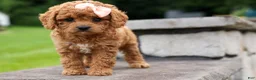 Cavapoo dogs for sale: Veronica💖 - Ad 17