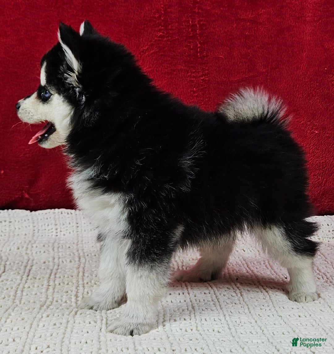 Pomsky dogs for sale: Kona - Ad 4