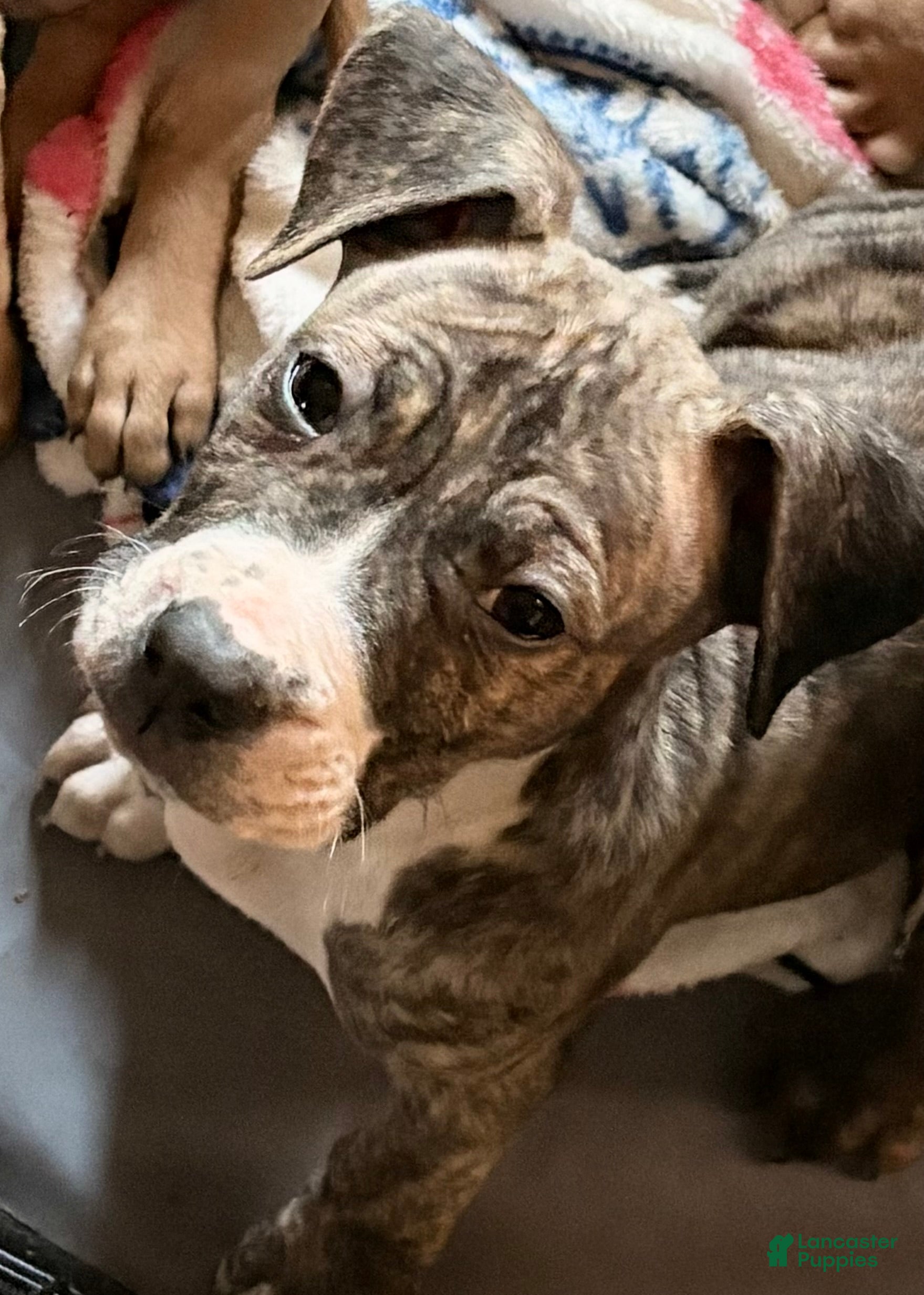 Mixed Breed dogs Normon - Ad 1