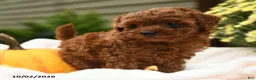 Toy Poodle dogs for sale: Flopsy - Ad 3