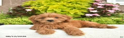 Cavapoo dogs for sale: Ivy  - Ad 3