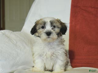 Teddy Bear dogs Benny - Ad 33